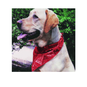 Cooling Dog Bandana