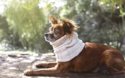 The Benefits of Using Dog Cooling Bandanas in Hot Weather
