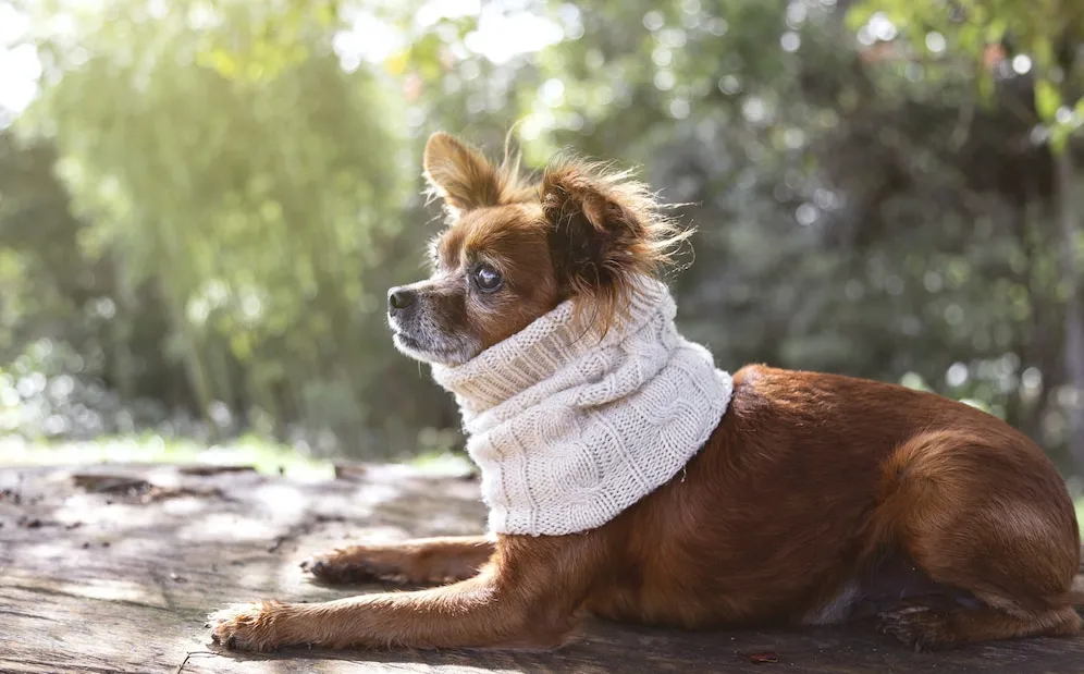 closeup-cute-doggy-knitted-scarf