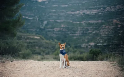 Chill Out: Exploring the Benefits of the Best Dog Cooling Vests for Hot Weather Activities